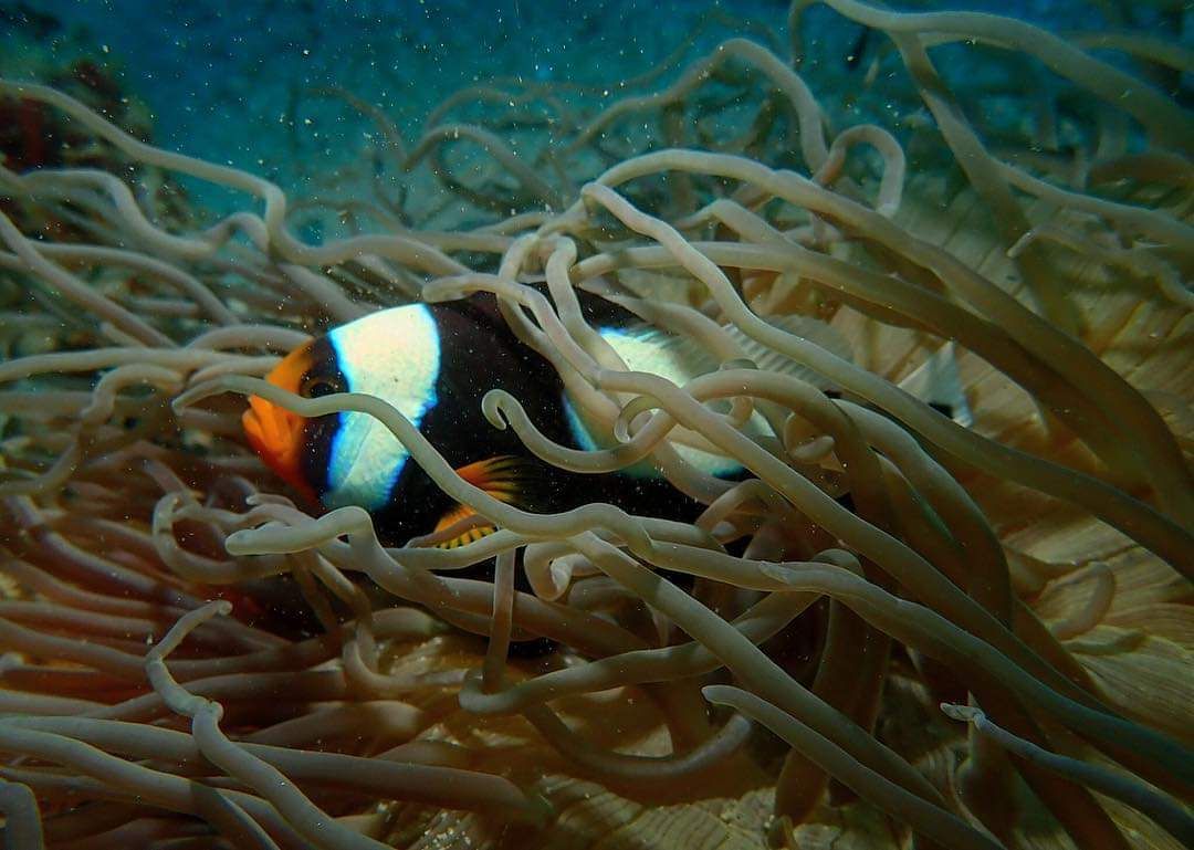 Anemonenfisch - Bans Diving Resort