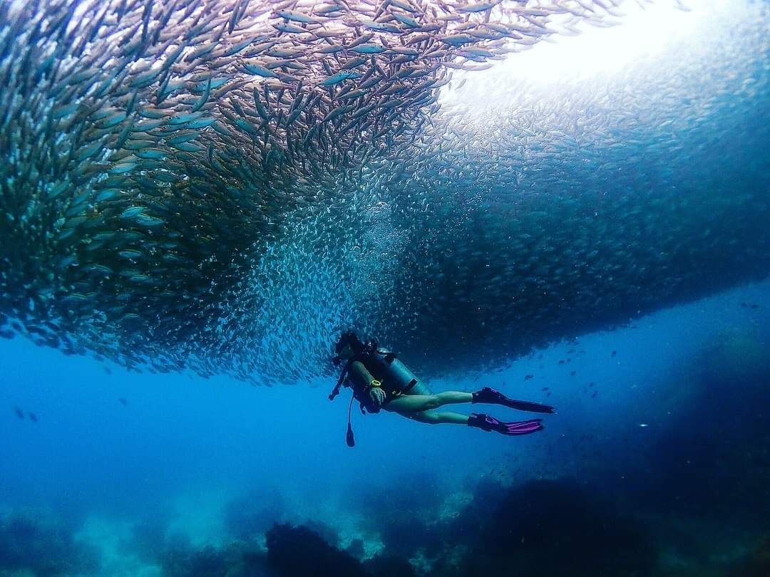 Taucher unter Fischschwarm