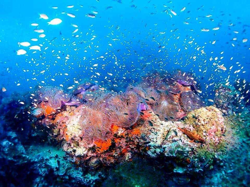 Korallen - Bans Diving Resort