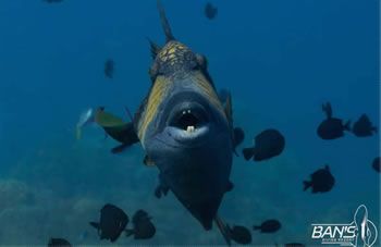 Triggerfish